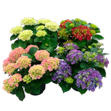 Tuinhortensia 9 kops